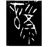 1譙.gif