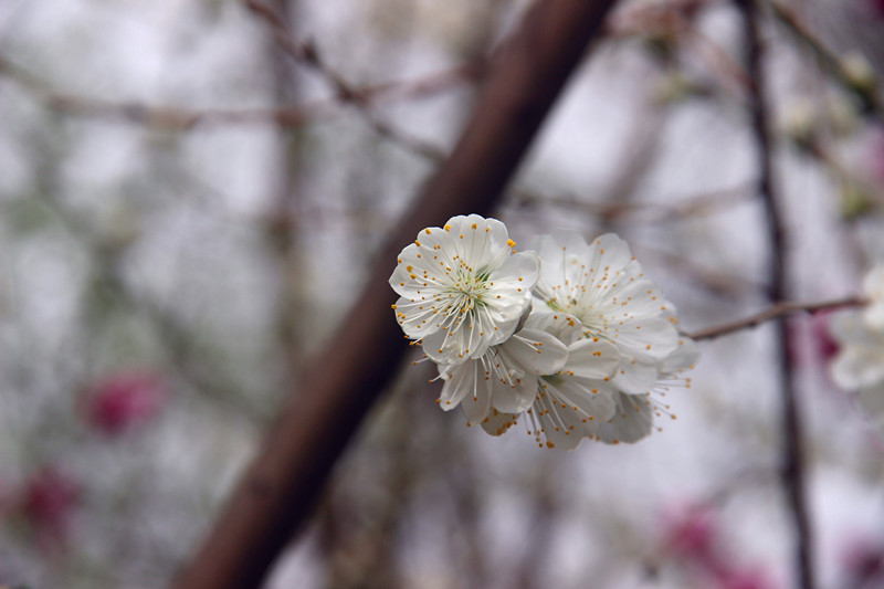 IMG_1095_副本.jpg